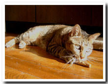 cats