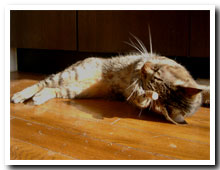 cats