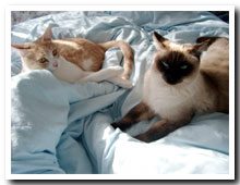 cats