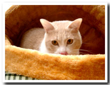 cats