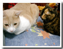 cats