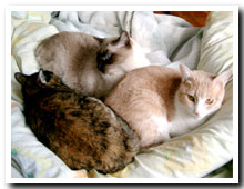 cats