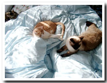 cats