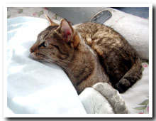 cats