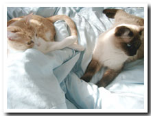 cats