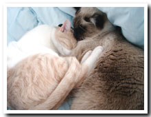 cats