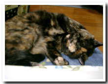cats