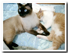 cats