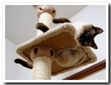 cats