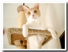 cats