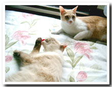 cats