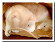 cats