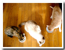 cats