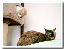 cats