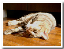 cats