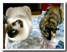 cats