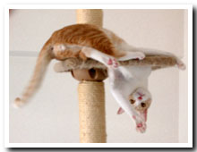 cats