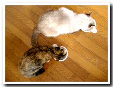 cats