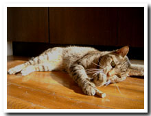 cats