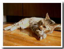 cats