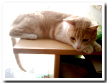 cats