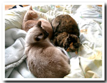 cats