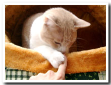 cats