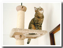 cats