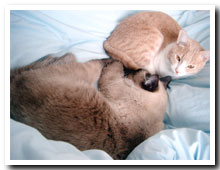 cats