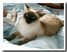 cats