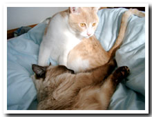 cats