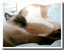 cats