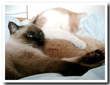 cats