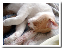 cats