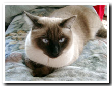 cats