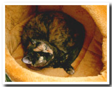 cats