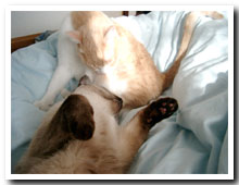 cats