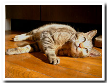 cats