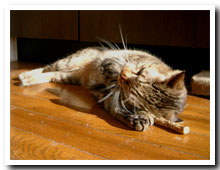 cats
