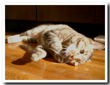 cats