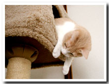 cats