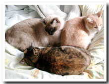 cats