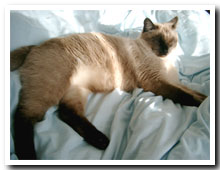 cats