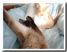 cats