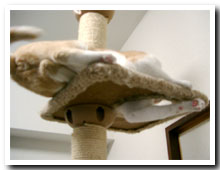 cats