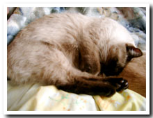 cats