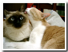 cats