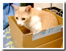 cats