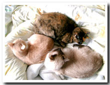 cats