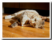 cats